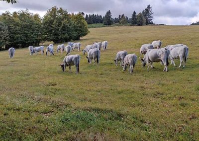 troupeau de vache de la ferme du Piefaud aux pâturages