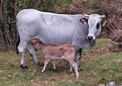 Vache de la ferme du Piefaud avec son veau